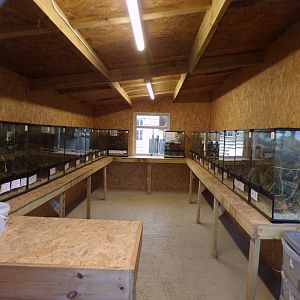 Harvest mouse breeding building 14.10.23