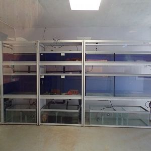 Crayfish breeding tanks 14.10.23