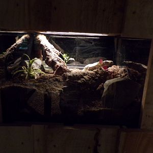 Striped-knee tarantula terrarium 14.10.23