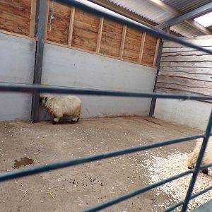 Sheep indoors in farm area 14.10.23