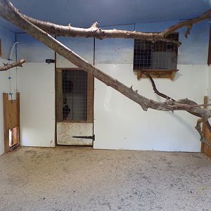 Ring-tailed and Red-Fronted lemur indoors 14.10.23