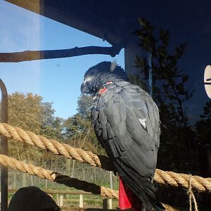 African grey 14.10.23