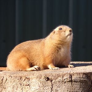 Prairie dog 14.10.23