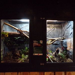 Brazillian rainbow boa and horsehead grasshopper terrariums 14.10.23