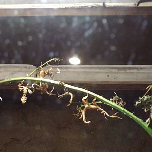 Macleay’s spectres 14.10.23