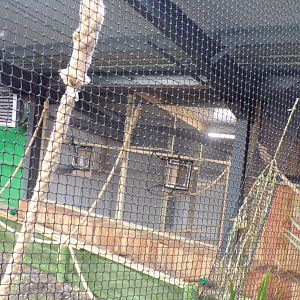 Livingstone’s fruit bats holding areas 14.10.23