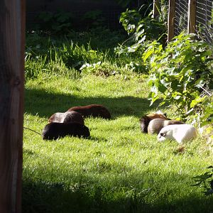 Guniea pigs 14.10.23