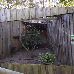 Harris hawk aviary 14.10.23