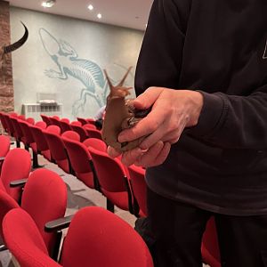 Giant African land snail in lecture theatre display 29.10.23