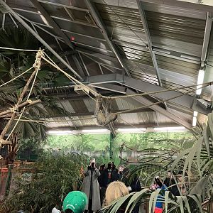 Two toed sloth overhead 29.10.23