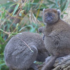 Greater Bamboo Lemur, CWP, UK