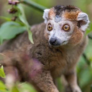 Crowned Lemur (m), CWP, UK