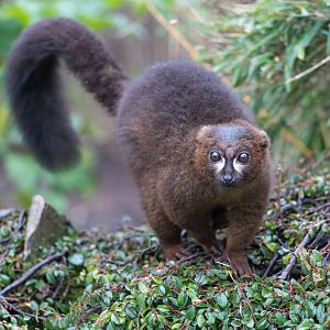 Red Bellied Lemur, CWP, UK