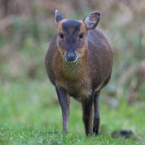 Muntjac Deer (f), wild, UK