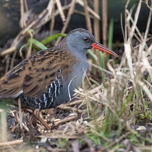 Water Rail, wild, UK