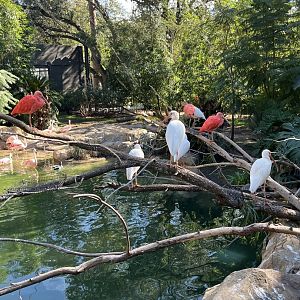 Birds of the World-South American Wetlands
