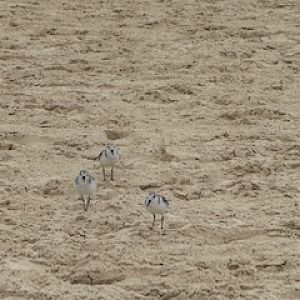 Sanderling (Calidris alba)