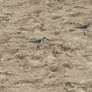 Sanderling (Calidris alba)