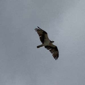 Osprey (Pandion haliaetus)