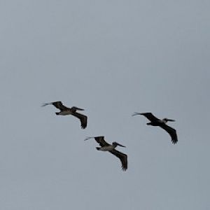Brown pelican (Pelecanus occidentalis)