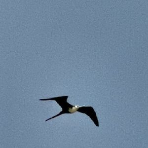 Magnificent frigatebird (Fregata magnificens)