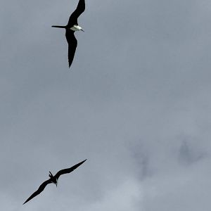 Magnificent frigatebird (Fregata magnificens)