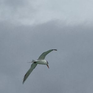 Elegant tern (Thalasseus elegans)