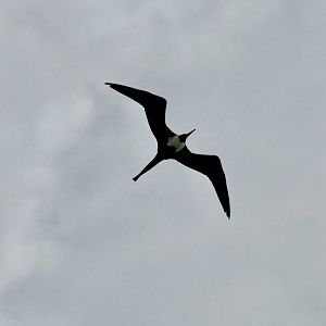 Magnificent frigatebird (Fregata magnificens)