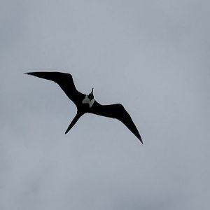 Magnificent frigatebird (Fregata magnificens)