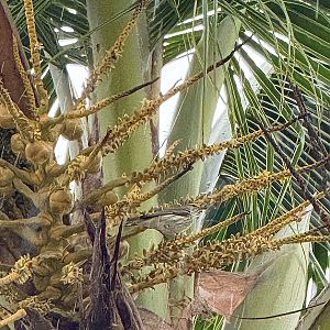 Pine siskin (Spinus pinus)