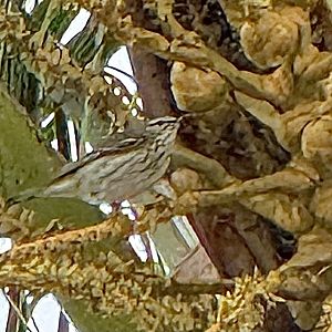 Pine siskin (Spinus pinus)