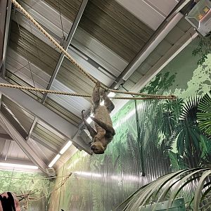 Linne’s two-toed sloth “Nico” hanging overhead 29.10.23