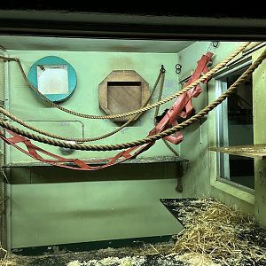 Buff-cheeked gibbon indoors 29.10.23