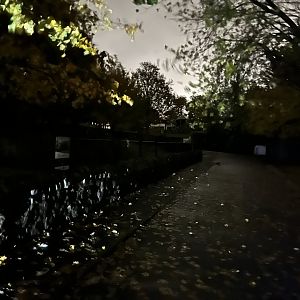 View alongside pygmy hippo enclosure at night 29.10.23