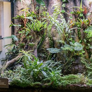 Poison dart frog terrarium