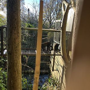 L’hoest’s monkeys in off-show enclosure 11.11.23