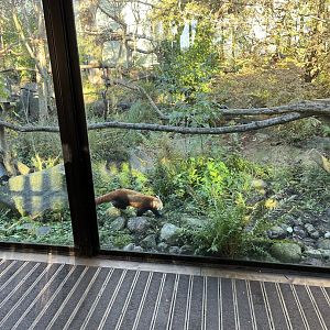 Red panda 11.11.23
