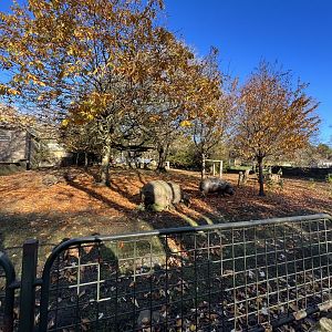 Pygmy hippo enclosure (0.5 zoom) 11.11.23