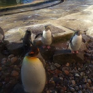 King and northern rockhopper penguins 11.11.23