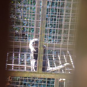 Young L’hoest’s monkey 11.11.23