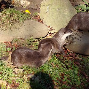 Asian short-clawed otters 11.11.23