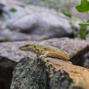 Italian wall lizard (Podarchis sicula)