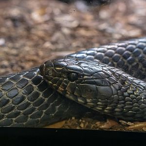 Eastern indigo snake (Drymarchon couperi)