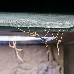 Walking stick insect (Baculum extradentatum)
