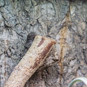 Hispaniolan stout anole (Anolis cybotes)