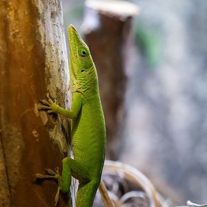 Hispaniolan green anole (Anolis chlorocyanus)