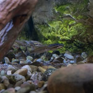 Various North American freshwater fishes