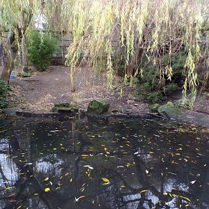 Pelican aviary 19.11.23