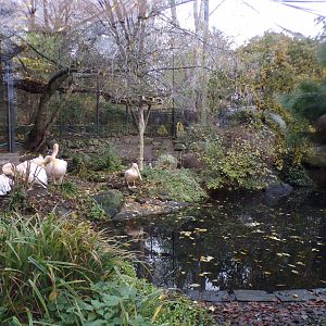 Pelican aviary 19.11.23