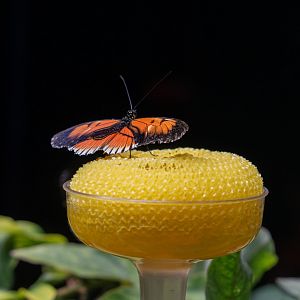 Postman Butterfly (Heliconius melpomene)